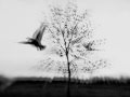 Too Many Birds, Bill Callahan