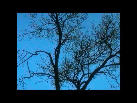 Nicholas Wintzler - Nicholas Wintzler - Holuby v Mláke