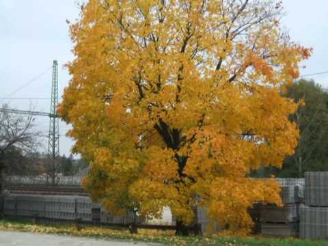 Yellow leafes.mpg