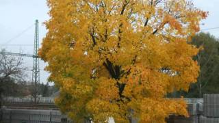 Yellow leafes.mpg