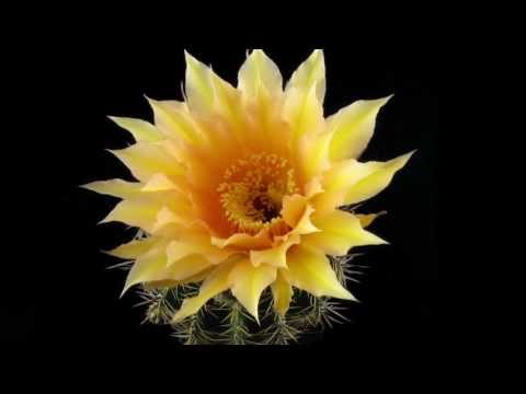 Echinopsishybrid 312ff Timelapse