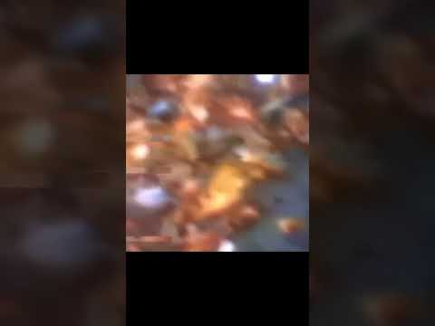 (TRES BARRAS - CANOINHAS SANTA CATARINA 1991 F4 EDIT)
