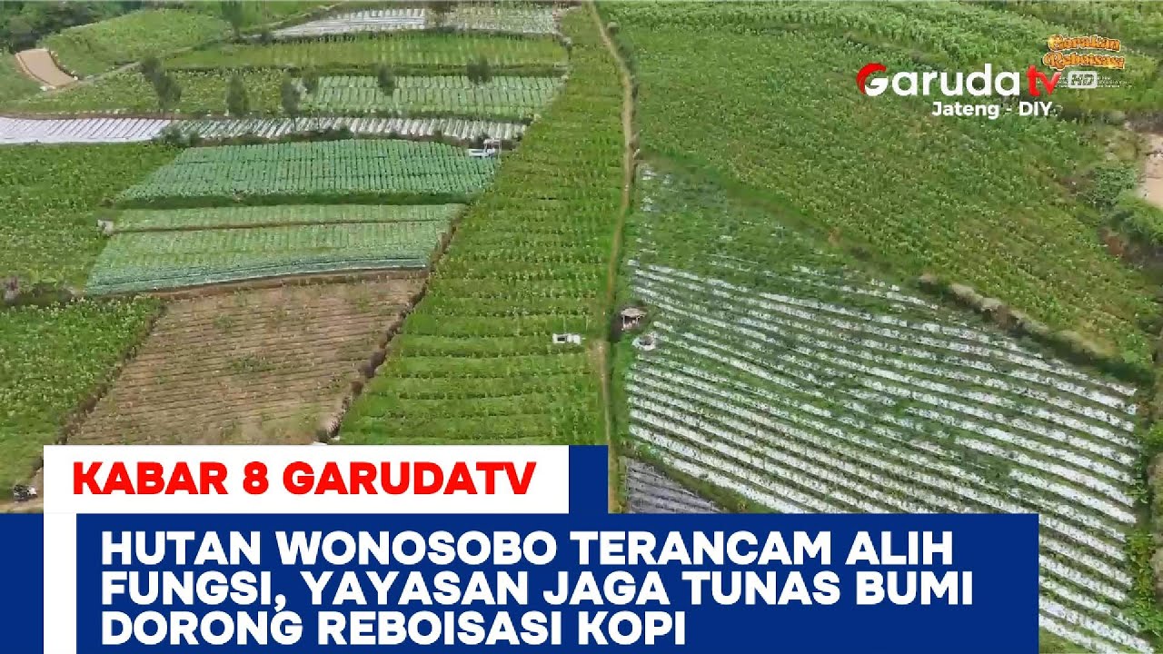 hutan-wonosobo-kian-tergerus-yayasan-jaga-tunas-bumi-targetkan-tanam-300-ribu-bibit-kopi