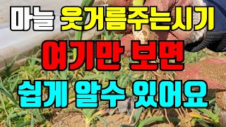 마늘 웃거름주는시기 여기만보면 금방 알수있어요. 병충해방제방법