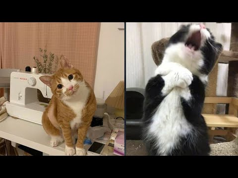 Try Not To Laugh 🤣 New Funny Cats Video 😹 - MeowFunny Par 37