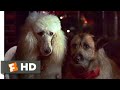 Look Who S Talking Now 1993 Lady And The Tramp Scene 8 10 Movieclips