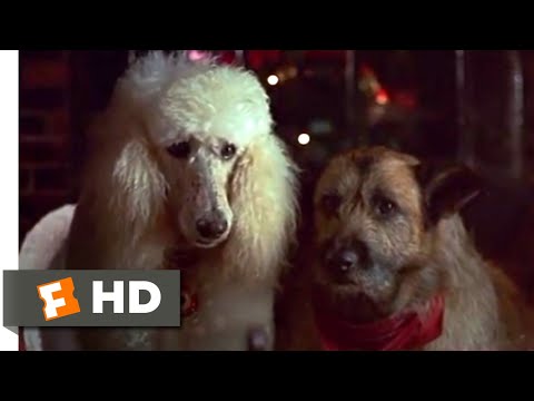 Look Who's Talking Now (1993) - Lady and the Tramp Scene (8/10) | Movieclips