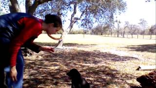 Teaching a Puppy 5 Basic Commands