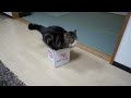 箱とねこ８。-A box and Maru 8.-