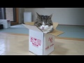 箱とねこ８。-A box and Maru 8.-