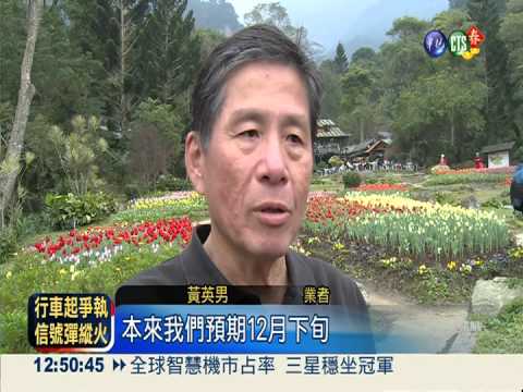 60萬株鬱金香! 森林花園萬紫千紅