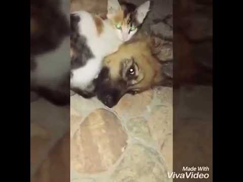 True friends. Time to sleep. German Shepherd Puppy & Kitten