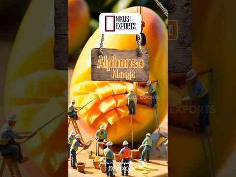 A grade yellow alphonso mango