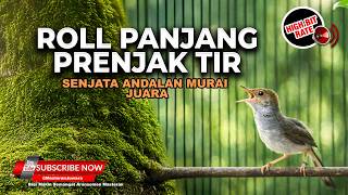 Download lagu 🔴 Live Masteran Prenjak Betina Gacor Tir Panjang Pukulan Telak Murai Batu Juara mp3 Download lagu 🔴 Live Masteran Prenjak Betina Gacor Tir Panjang Pukulan Telak Murai Batu Juara mp3