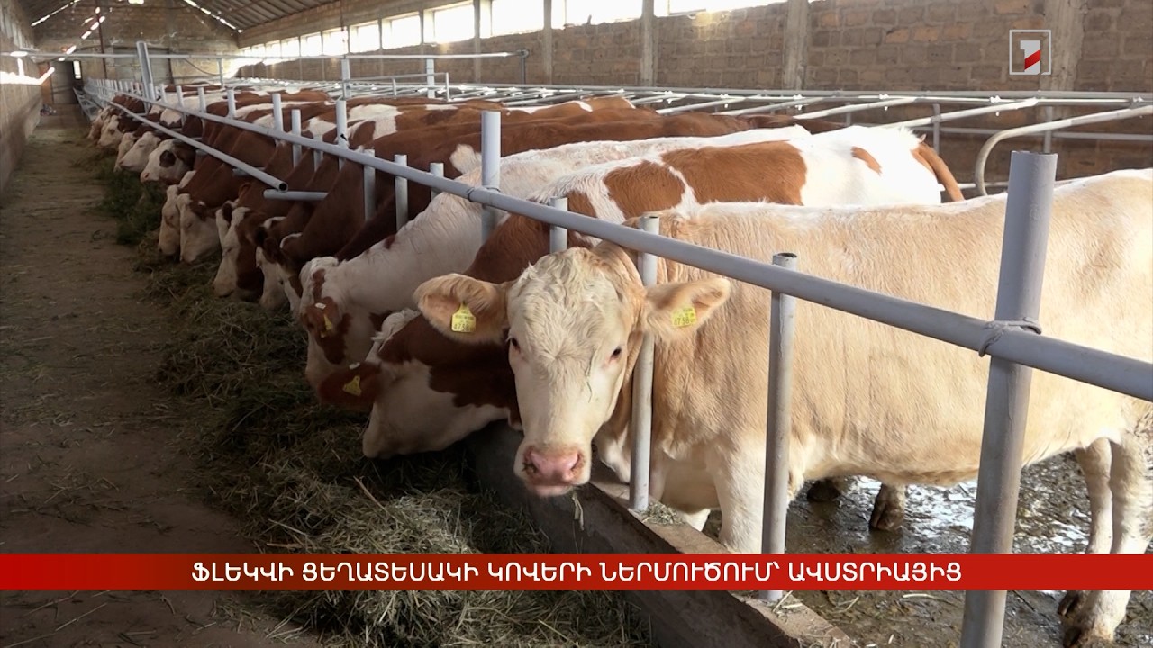 Ֆլեկվի ցեղատեսակի կովերի ներմուծում՝ Ավստրիայից