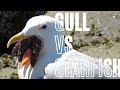 Gull Vs Starfish