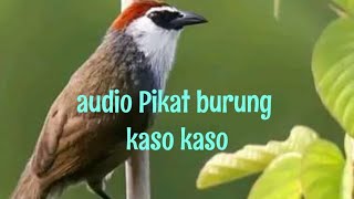 Download lagu Suara pikat burung kaso - kaso (audio mp3) @ekobirdchanel2561 mp3 Download lagu Suara pikat burung kaso - kaso (audio mp3) @ekobirdchanel2561 mp3
