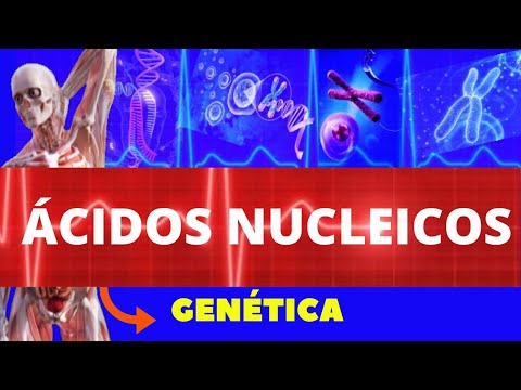 ÁCIDOS NUCLEICOS (ENSINO SUPERIOR) DNA E RNA - ESTRUTURA E FUNÇÕES - GENÉTICA HUMANA