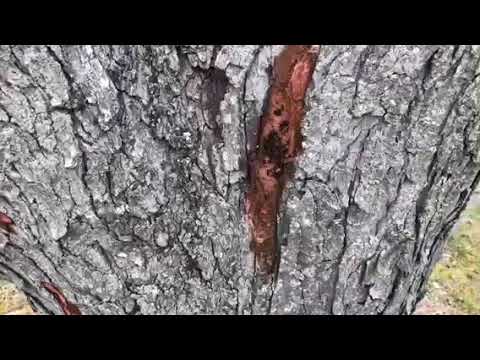 Child Finds Carpenter Ants in the Home Toms River, NJ