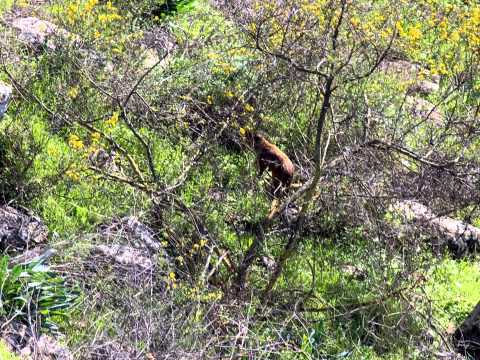 Animal Justice in Massachusetts