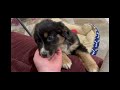 Miniature Australian Shepherd dogs for sale: Zelda - Video 1