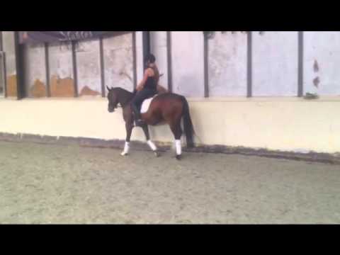 Reitland's Diamond Hit *2007 Training 22.08.2012