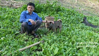 After a month of sowing seeds, a lush vegetable garden opens before our eyes. Green forest life