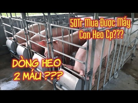 , title : 'Tài Chính 50tr khởi nghiệp Nuôi Heo Được Không ? | khởi nghiệp TV'