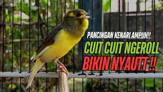 Download lagu SUARA Kenari GACOR PANJANG Pancingan & masteran Kenari Paud AGAR gacor AMPUH Kenari MACET bunyii mp3