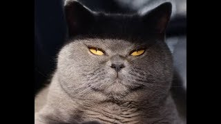Приколы с кошками - коты в смешной одежде