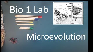lab 10 microevolution