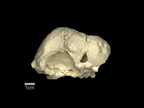Triopticus - Triassic archosauriform - braincase & brain endocast