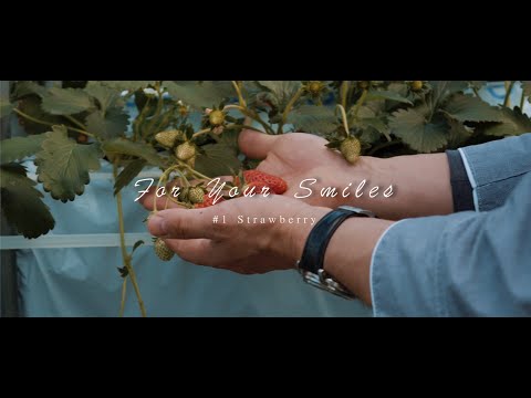 画像:ノクティリアン ミニロゴ.JPG