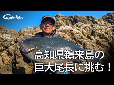 【G WORLD】#38 高知県鵜来島で共闘 シーズン初期の巨大尾長グレに挑む！