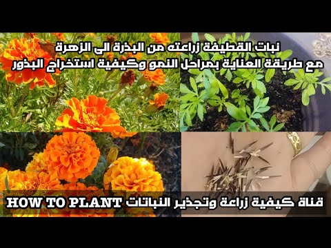 , title : 'زراعه نبات القطيفه الجعفري من البذور الى الازهار مع مراحل الانبات وكيفيه العنايه لتزهير اكثر وفوائده'