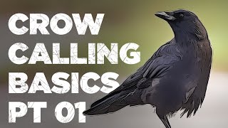 Crow Calling Basics