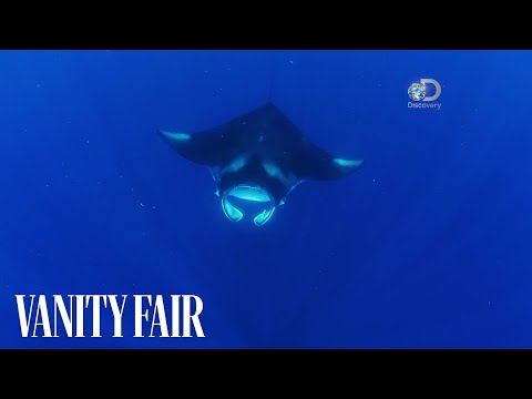 Racing Extinction Exclusive Clip: A Connection Between a Manta Ray and a Man