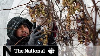 canadian versus american ice wines Video