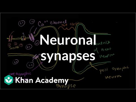 Neuronal Synapsis (Chemical)