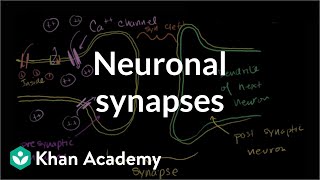 Neuronal Synapses (Chemical)