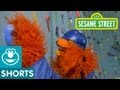 Sesame Street Murray Goes Rock Climbing Murray Had A Little Lamb