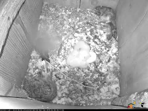 Two Owlets and One Unhatched Egg, April 9, 2018 | Wild Birds Unlimited Barred Owl Cam