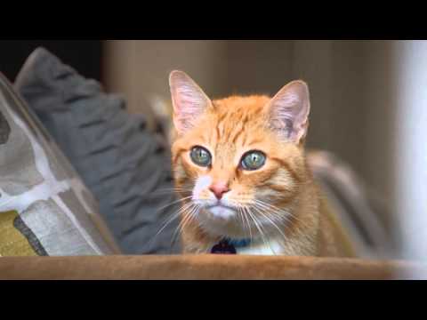 NewsLink Indiana February 4, 2016.