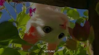 Bruno Mars - If l Knew | sub español / lyrics