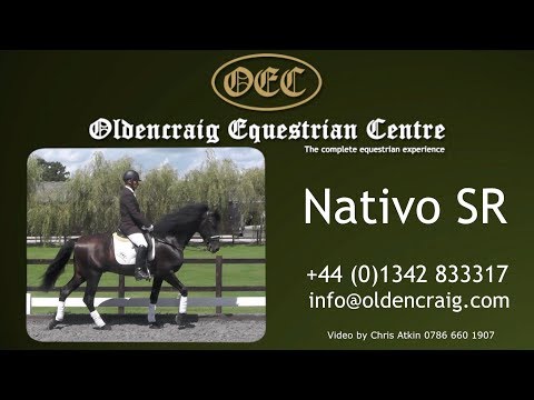 Horse For Sale: Nativo SR