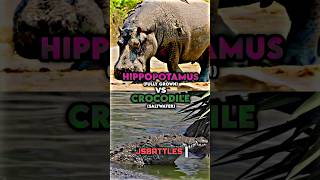 Download lagu Hippo vs Crocodile mp3 Download lagu Hippo vs Crocodile mp3