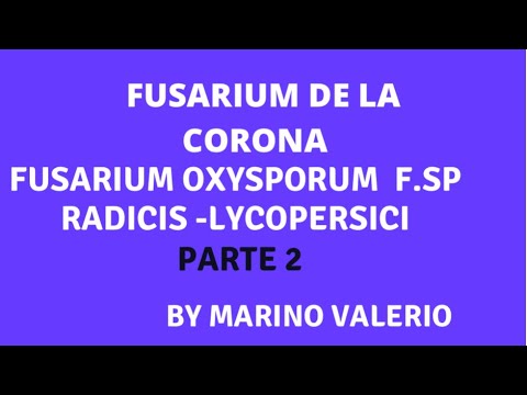 , title : 'FUSARIUM DE LA CORONA FUSARIUM OXYSPORUM EN TOMATE , TRATAMIENTO,'