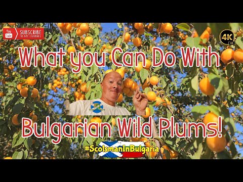 Bulgarian Wild Plums (djanki) | How to make | Juice, Jam & Chutney!