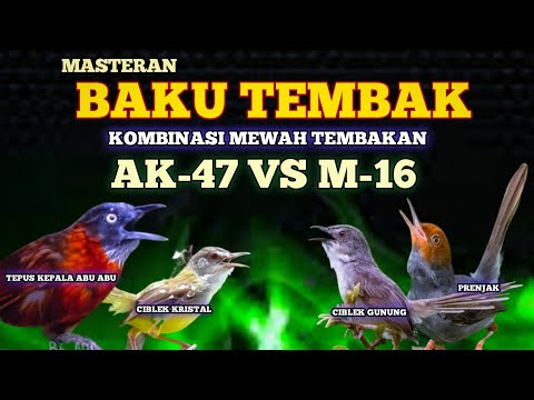 2 jam masteran BAKU TEMBAK AK-47  VS. M-16 kombinasi mewah ciblek kristal Cigun tepus dan prenjak