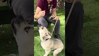 Video preview image #1 French Bulldog-Unknown Mix Puppy For Sale in Pasadena, CA, USA